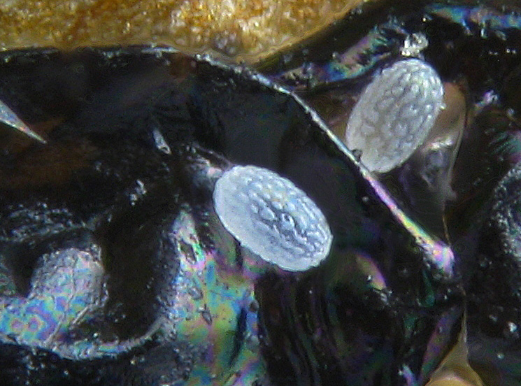 Phyllonorycter su ontano con parassitoidi